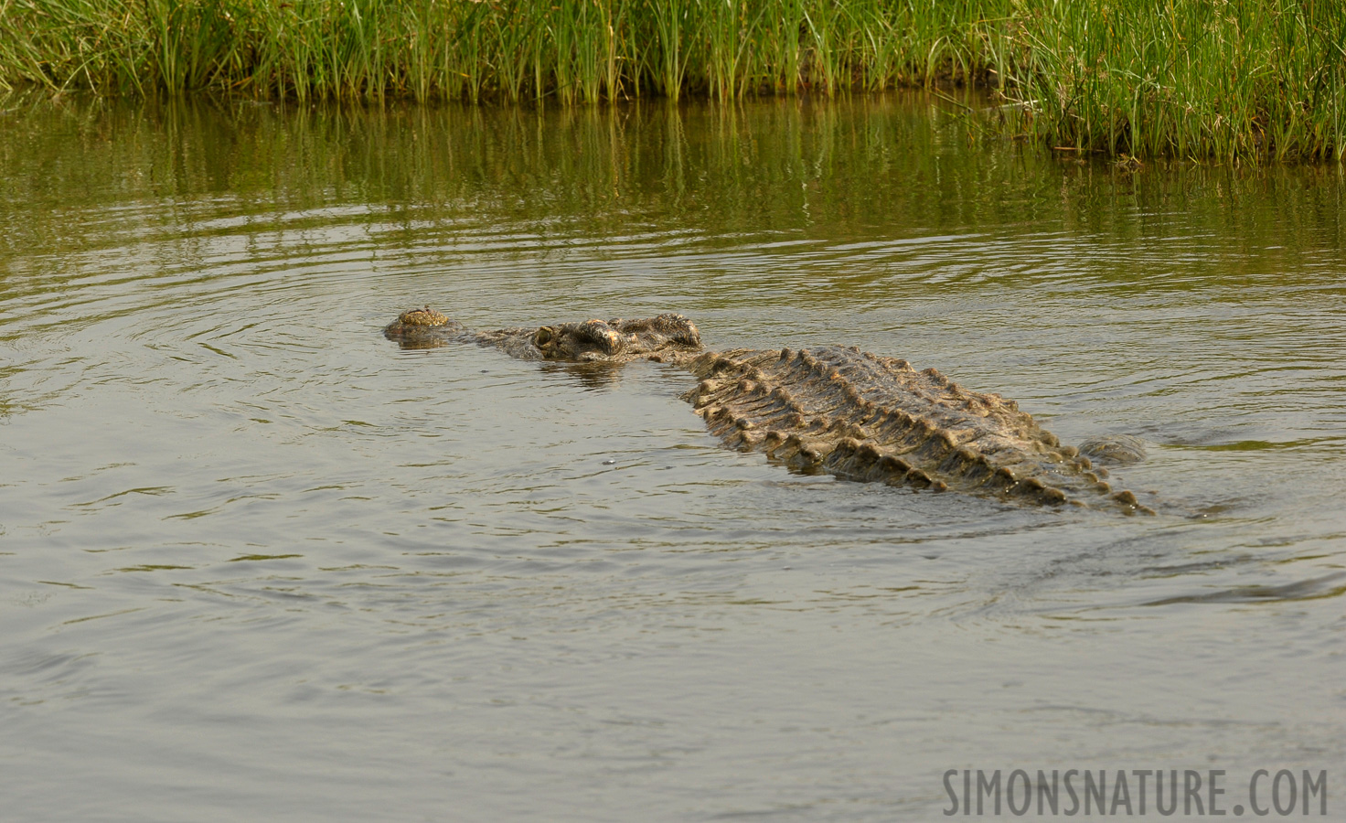 Crocodylus niloticus chamses [200 mm, 1/640 Sek. bei f / 11, ISO 800]